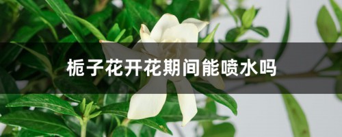 栀子花开花期间能喷水吗