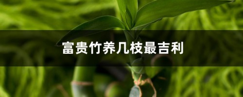 富贵竹养几枝最吉利