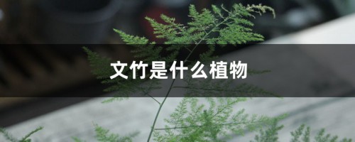 文竹是什么植物， 养在家里好吗