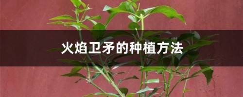 火焰卫矛的种植方法