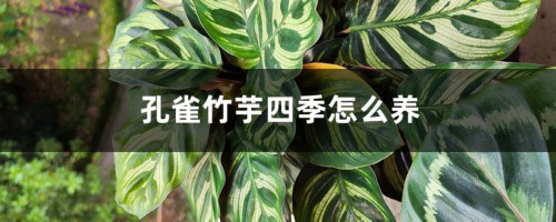 孔雀竹芋四季怎么养